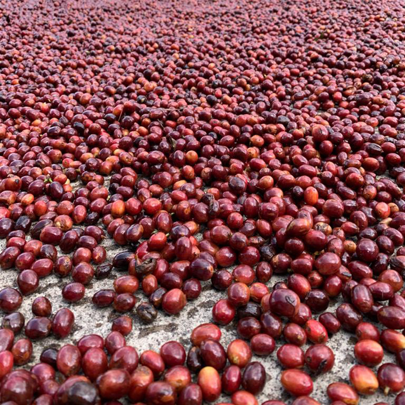CASCARA - FINCA IRELANDA (Mexico) - Image 2