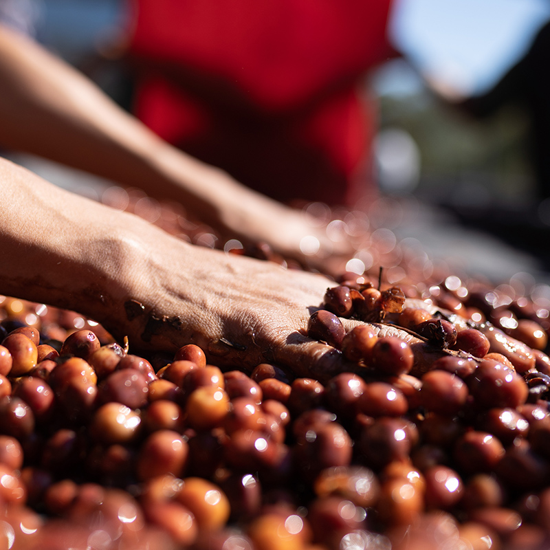 CASCARA - FINCA IRELANDA (Mexico) - Image 4