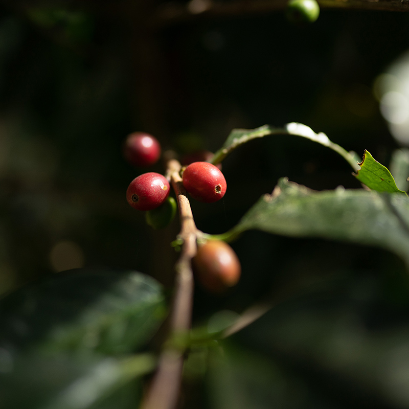 CASCARA - FINCA IRELANDA (Mexico) - Image 5