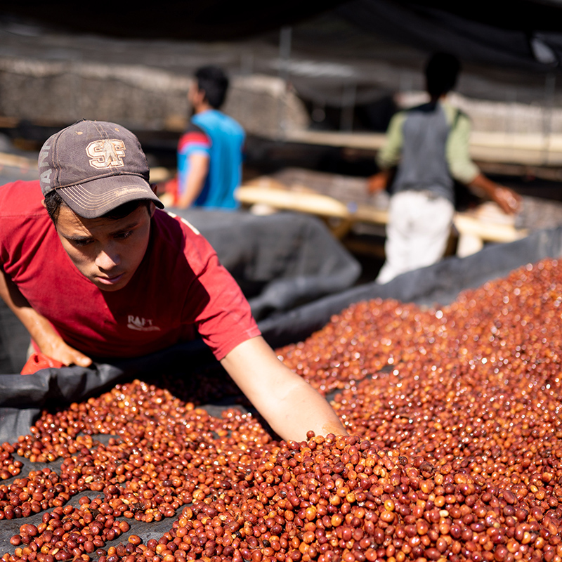 CASCARA - FINCA IRELANDA (Mexico) - Image 6