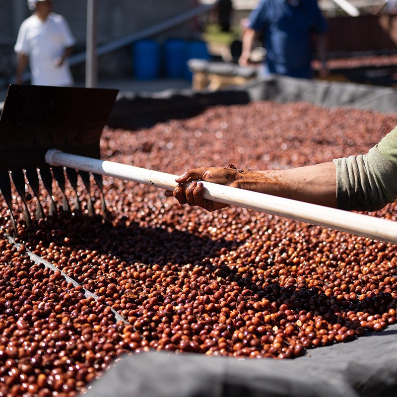 CASCARA - FINCA IRELANDA (Mexico) - Image 8