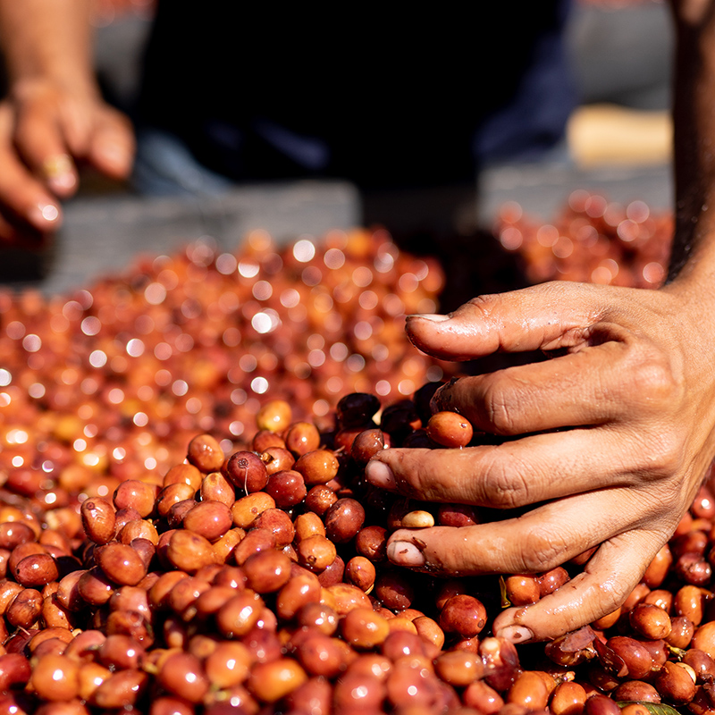 CASCARA - FINCA IRELANDA (Mexico) - Image 9