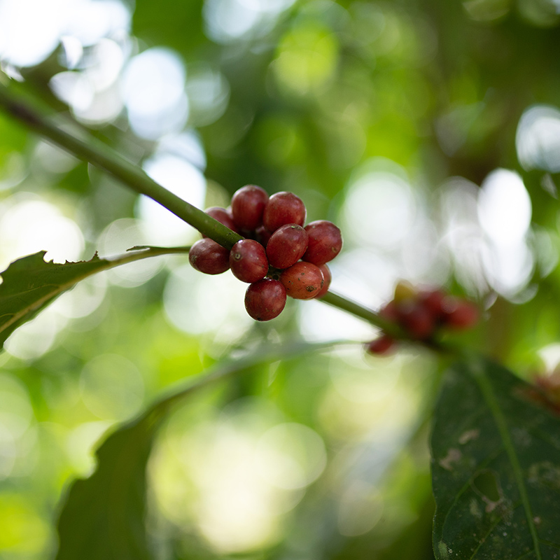 CASCARA - FINCA IRELANDA (Mexico) - Image 10