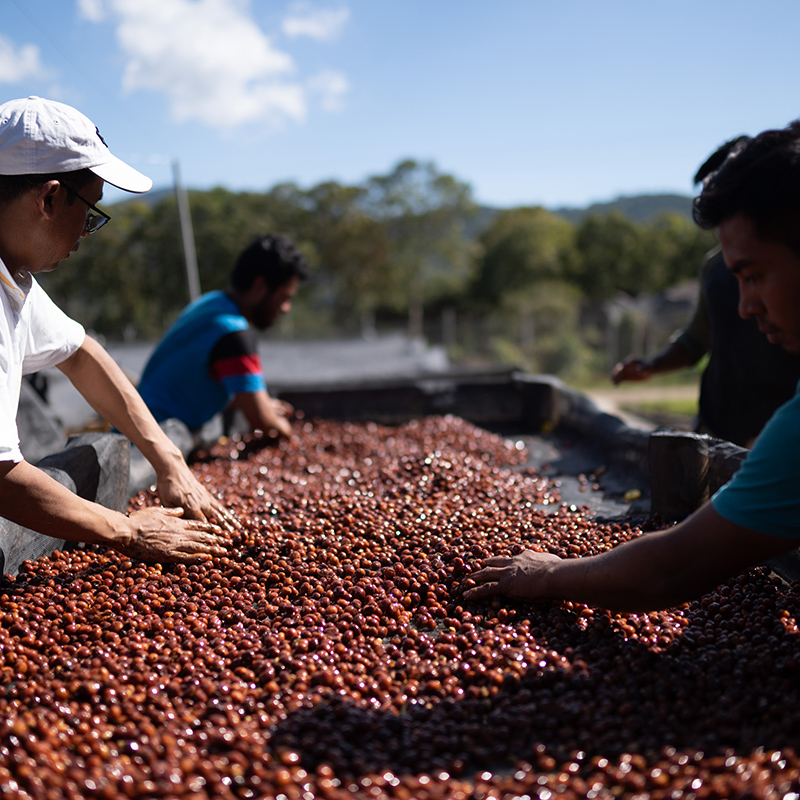 CASCARA - FINCA IRELANDA (Mexico) - Image 11