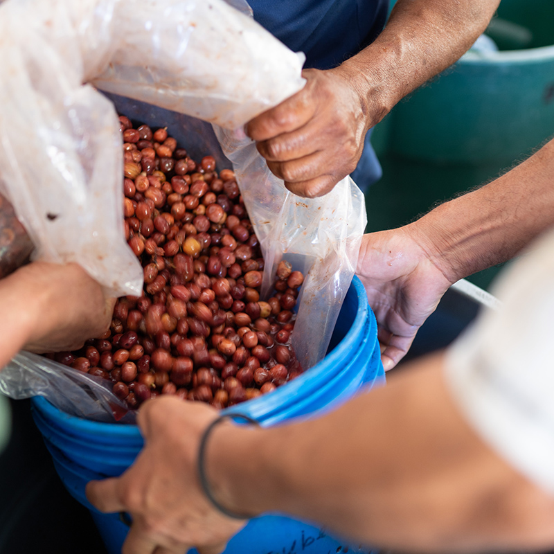 CASCARA - FINCA IRELANDA (Mexico) - Image 12
