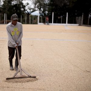 GUATEMALA - CIUDAD GUATEMALA - LA LABOR - GEISHA - ANAEROBIC WASHED-MICROLOT