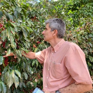 EL SALVADOR - APANECA SANTA ELENA - PACAMARA - ORGANIC – MICROLOT